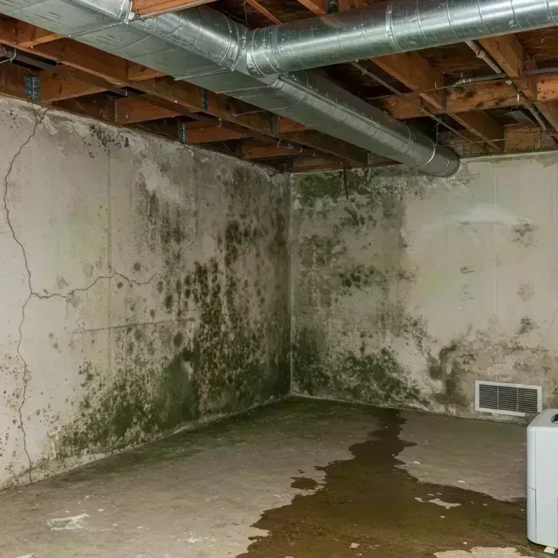 Professional Mold Removal in Reading, MI